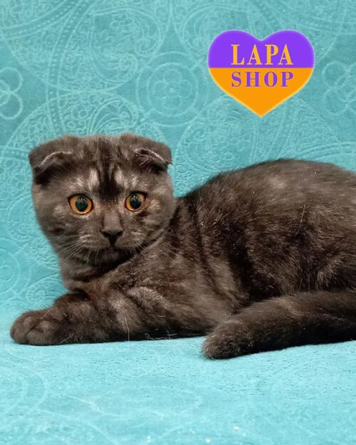 Фея – милая вислоухая шотландская кошечка в эффектной дымной шубке