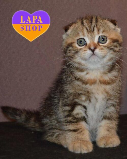 tortoiseshell Scottish Fold kitty