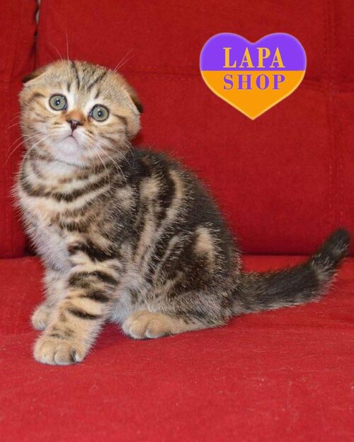 мраморный вислоухий котенок