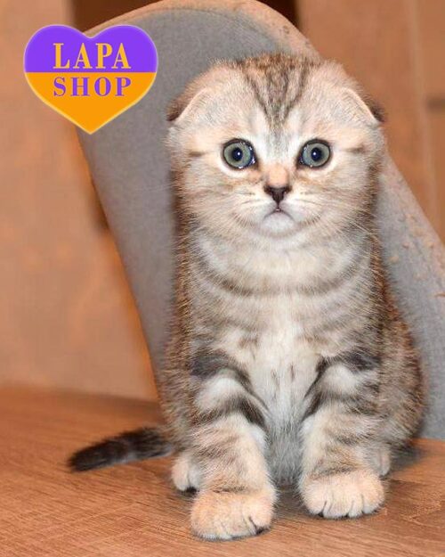 серебристо-мраморный скоттиш-фолд