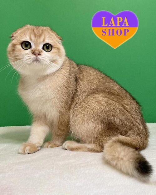 золотой скоттиш-фолд