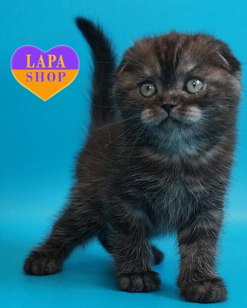 димний скотіш-фолд