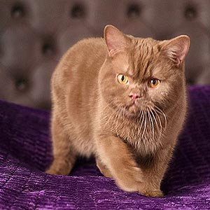 Clyde — элегантный длинношерстный шотландский котенок в нежной шубке sfs md