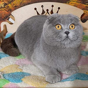 Clyde — элегантный длинношерстный шотландский котенок в нежной шубке sfs md1