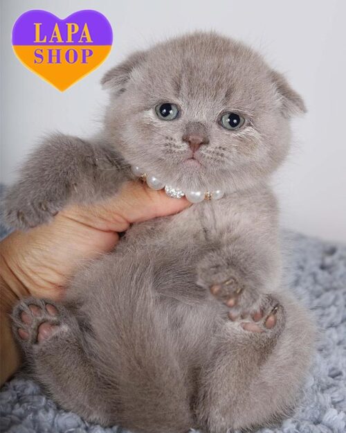 lilac Scottish Fold