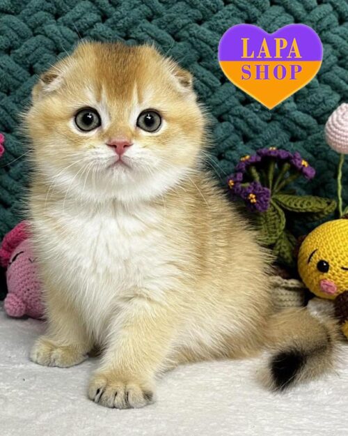 золотая вислоухая кошка