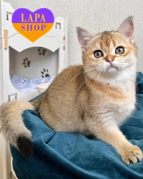 золота шотландська кішка