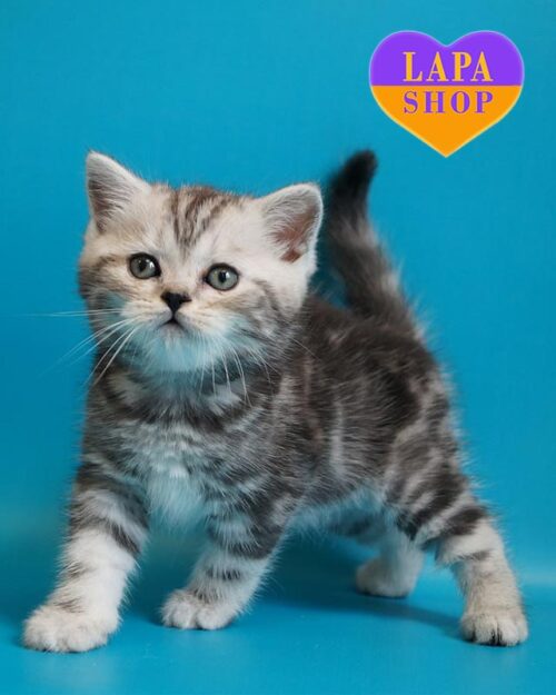 сріблясто-мармуровий скотіш-страйт