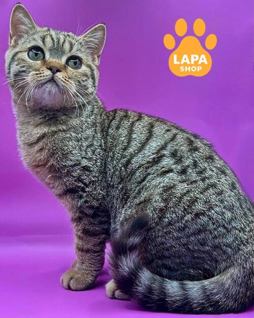 шоколадный шотландский котик