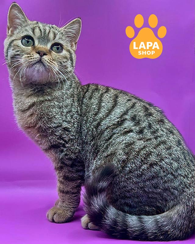 шоколадный шотландский котик