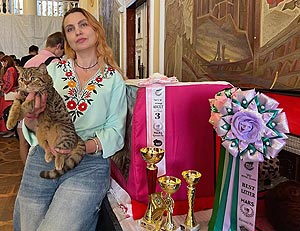 Чемпион Odin — харизматичный шотландский котенок шоу класса — в разведение sfs71 odin 1001