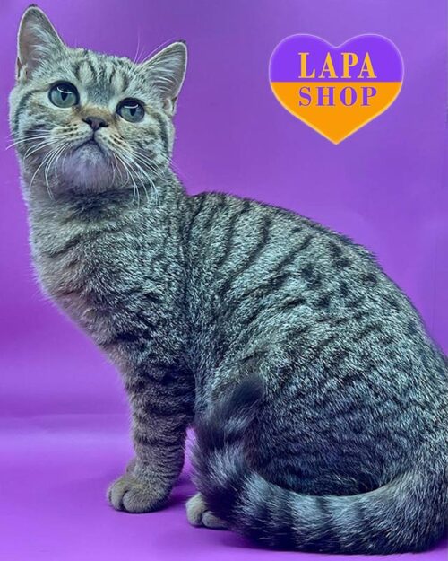 шоколадный шотландский котик