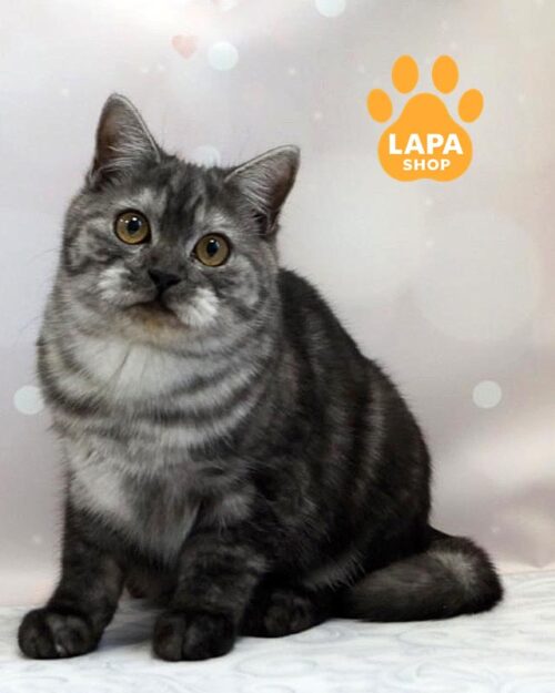 димний шотландець