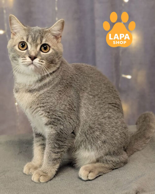 блакитно-тикована шотландська кішка