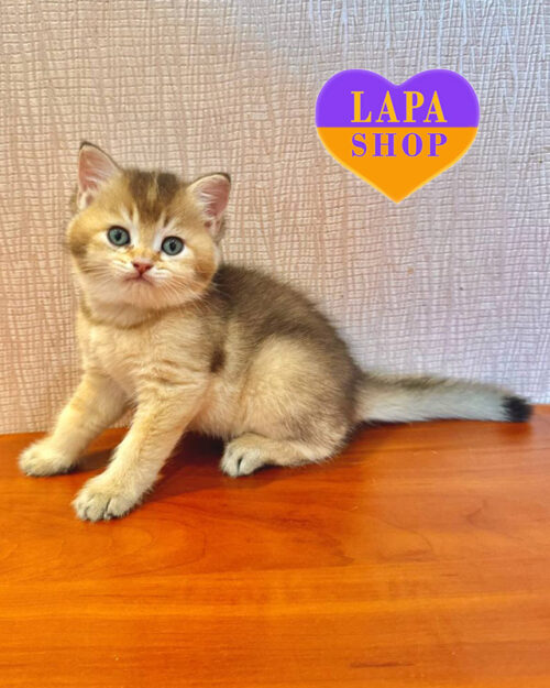 чорна золота тикована британська короткошерста