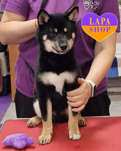 чорний підпалий шиба-іну