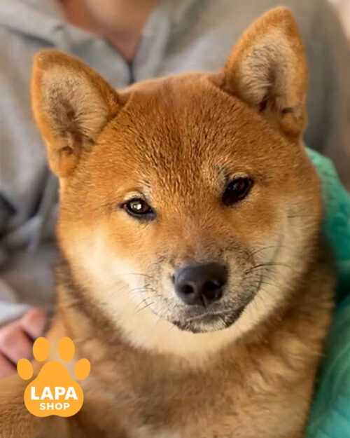 рудий шиба-іну