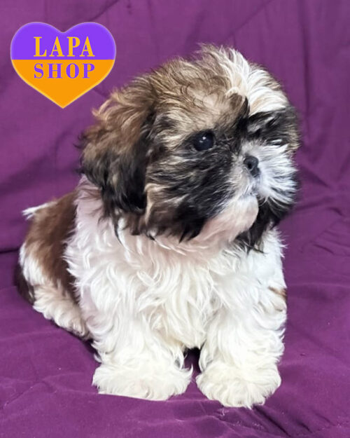 триколорний ши-тцу