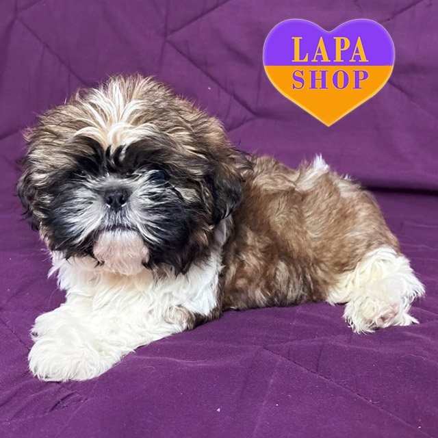 Shih-Tzu-02