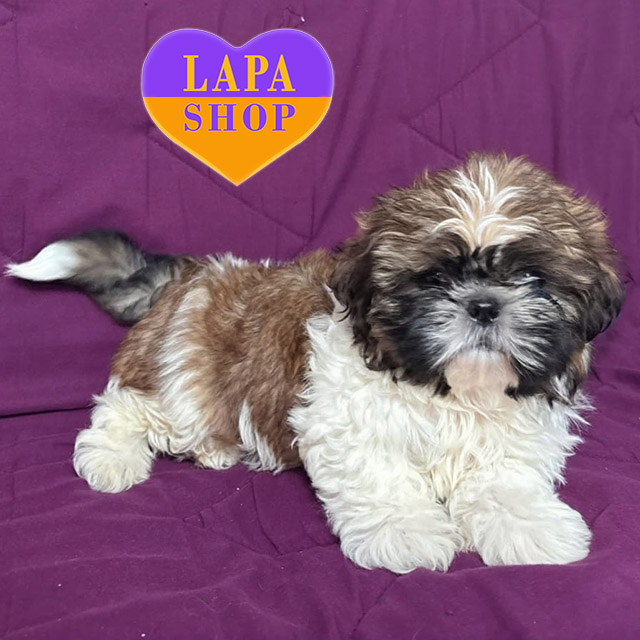 Shih-Tzu-03