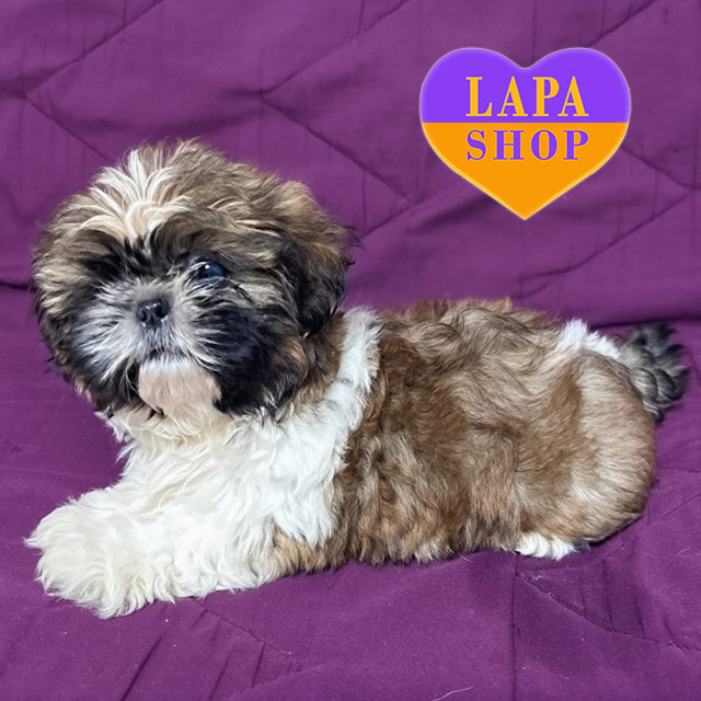Shih-Tzu-04