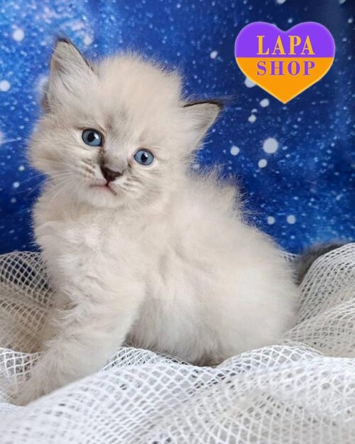 сибірське кошеня