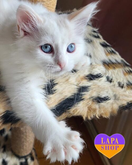 сибірська кішка