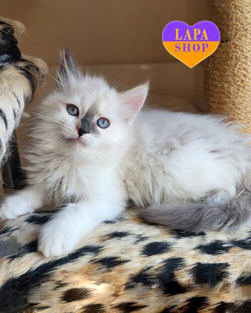 сибірська кішка