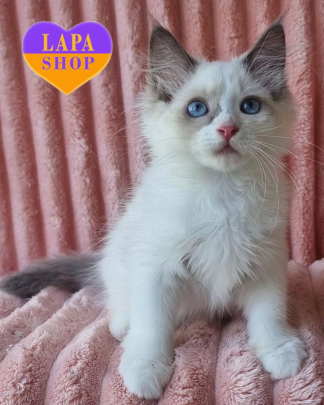 невская маскарадная кошка