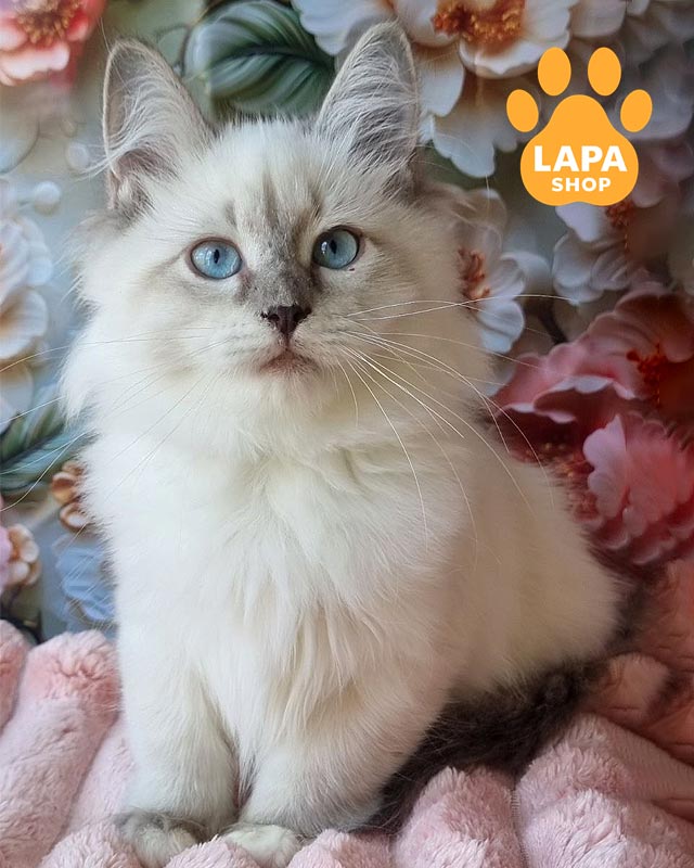 невська маскарадна кішечка