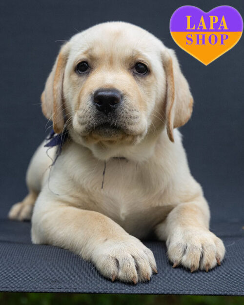 жовтий лабрадор-ретривер