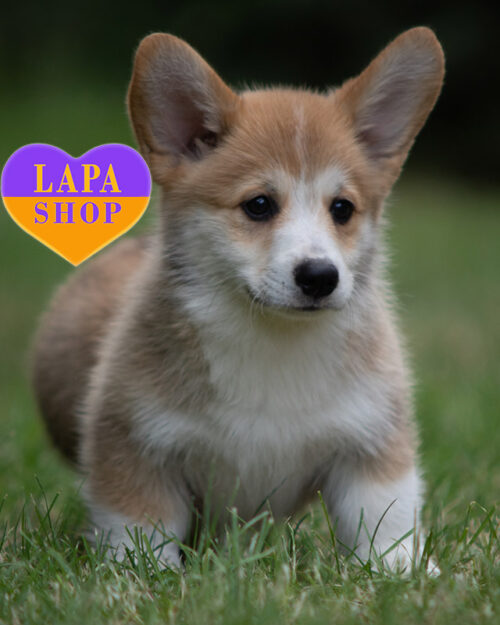 рудо-білий вельш-коргі пемброк