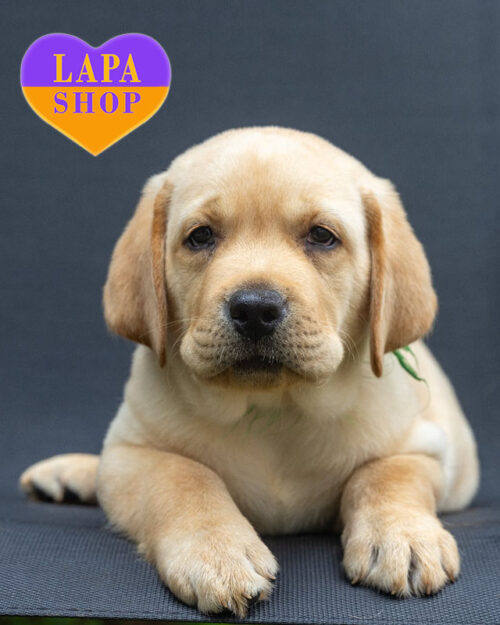 жовтий лабрадор-ретривер