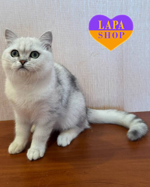 скотиш-страйт окраса серебристая шиншила