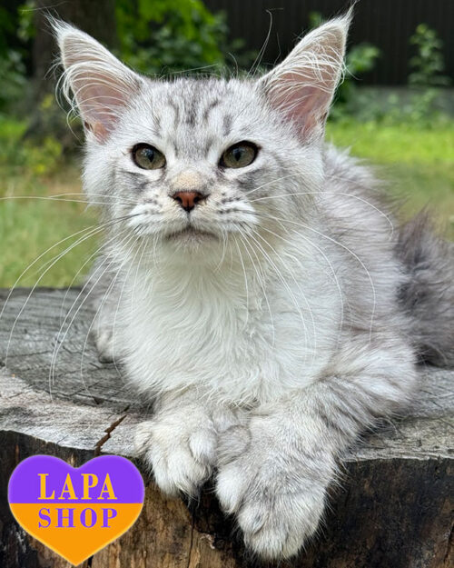 чорно сріблястий мейн-кун полідакт