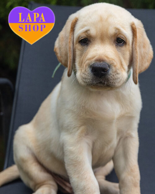 жовтий лабрадор-ретривер