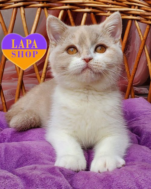 британська короткошерста