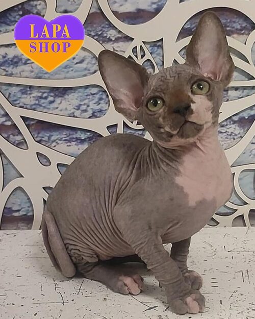 черный биколор канадский сфинкс