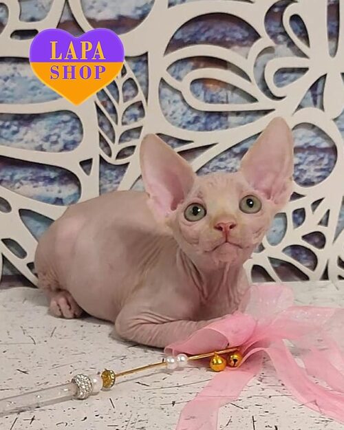 кремовий канадський сфінкс