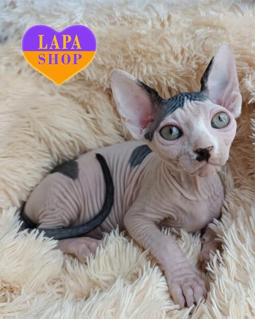 биколорная кошка канадский сфинкс