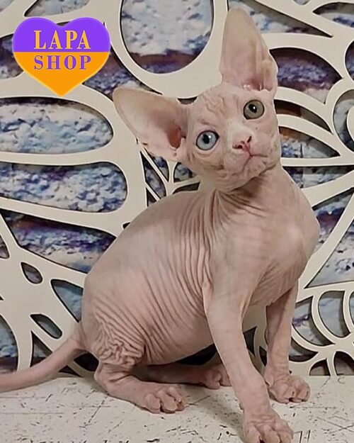 кішка канадський сфінкс з різнокольоровими очима