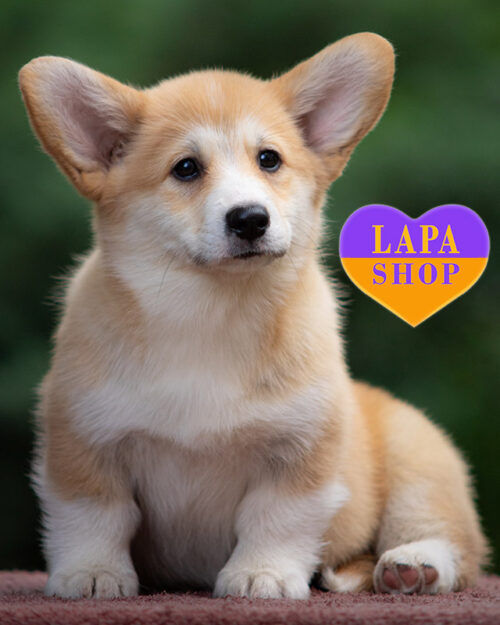 рудо-білий вельш-коргі пемброк