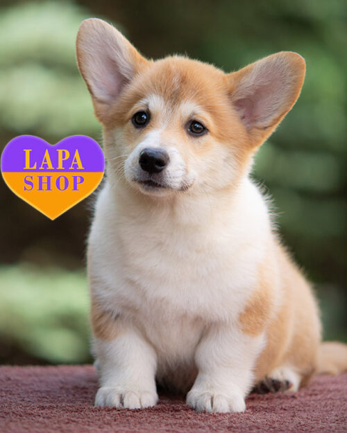 рыже-белый вельш-корги пемброк