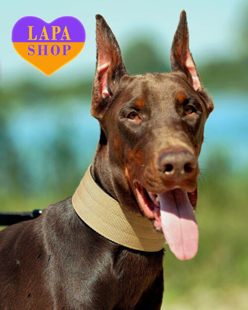 brown and tan Doberman