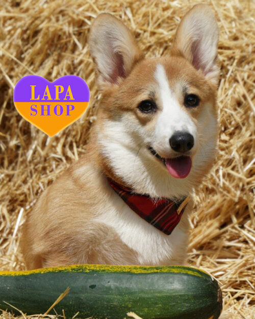 рудо-білий вельш коргі пемброк