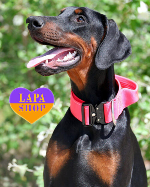 black and tan Doberman