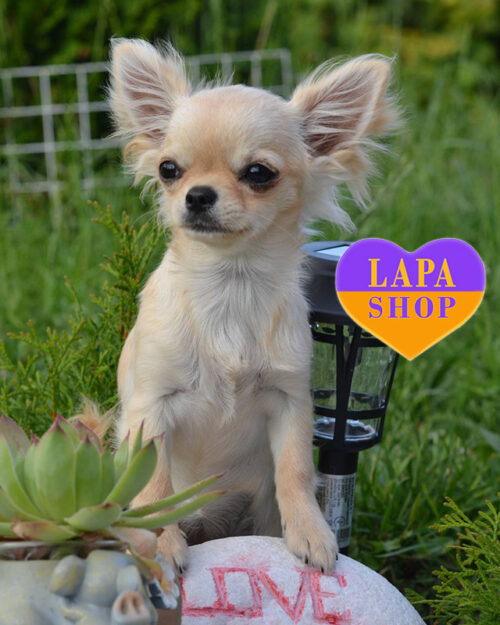 кремовий чихуахуа