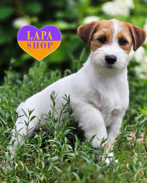 бело-рыжий джек-рассел-терьер