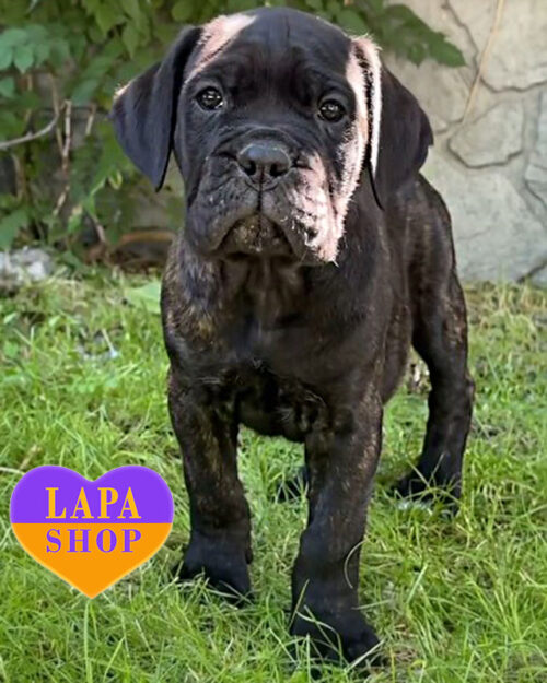 тигровий кане корсо