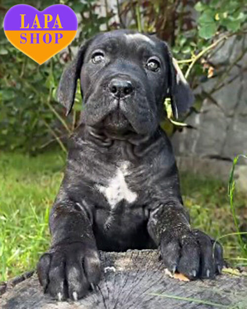 тигровый кане корсо